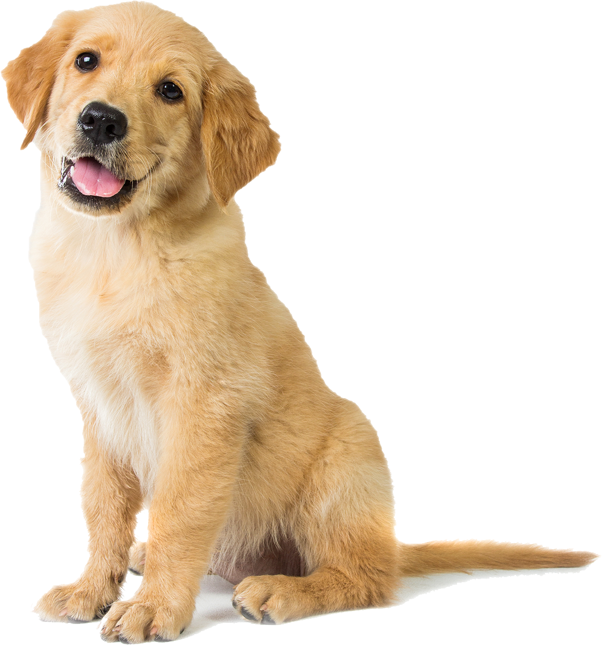 Hondenvoer voor Golden Retrievers - 3 KG