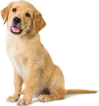 Hondenvoer voor Golden Retrievers - 3 KG