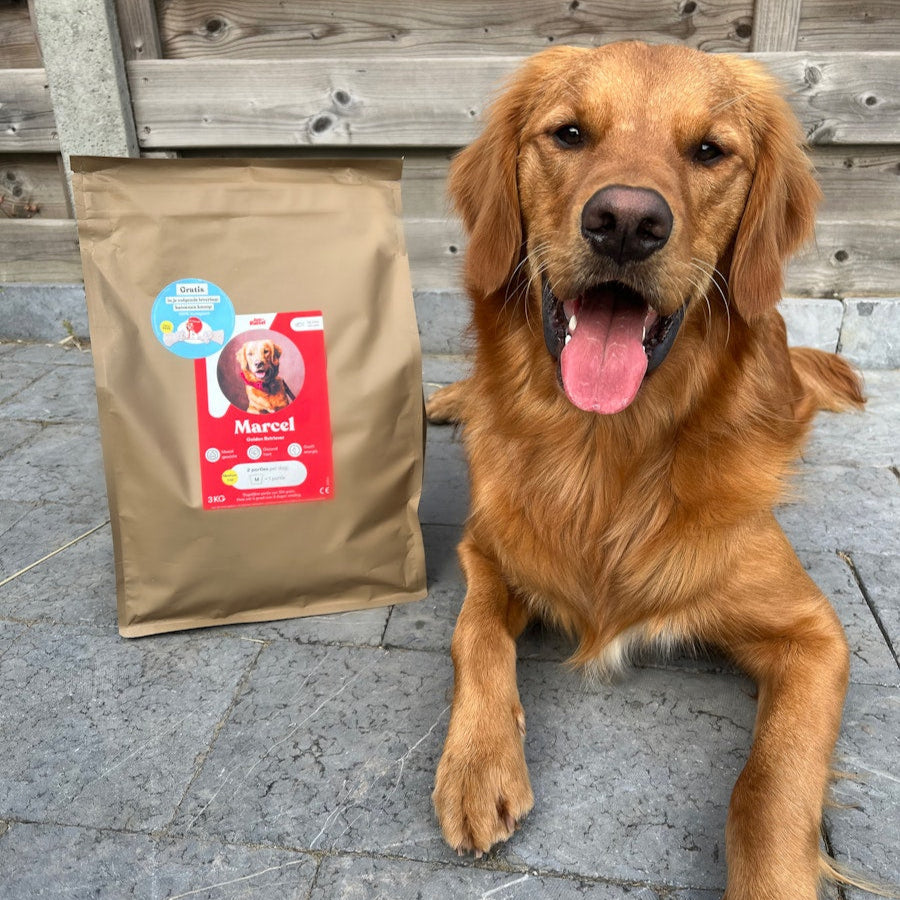 Golden retriever sitting next to a bag of dog food on a stone surface with a wooden background