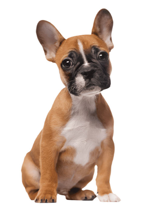 Small brown and white french bulldog sitting on a transparent background