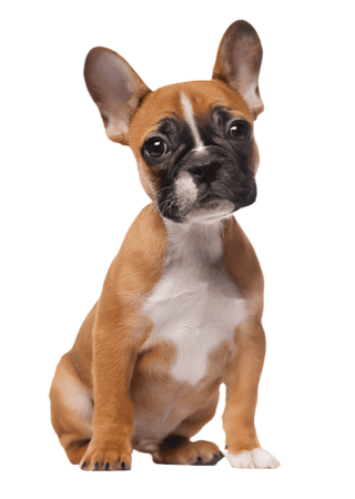 Small brown and white french bulldog sitting on a transparent background