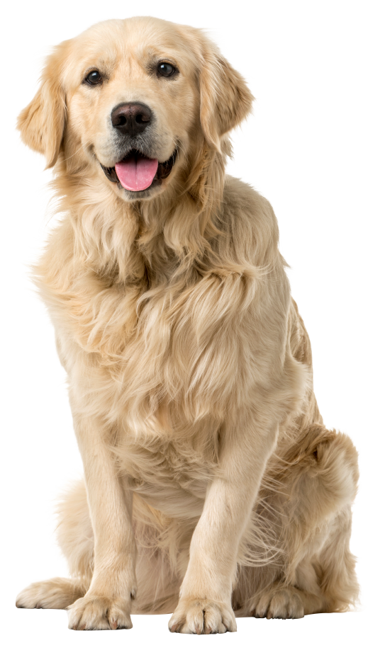 Golden retriever sitting on a white background