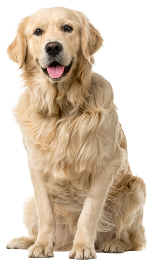 Golden retriever sitting on a white background